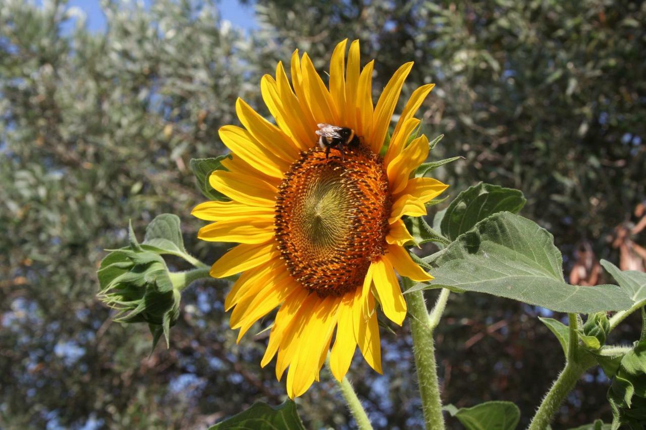 Sunflower سبليت المظهر الخارجي الصورة