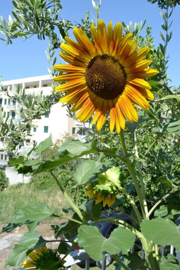 Sunflower سبليت المظهر الخارجي الصورة